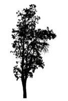 Realistic tree silhouette isolated on transparent background with clipping path and alpha channel png