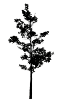 Realistic tree silhouette isolated on transparent background with clipping path and alpha channel png