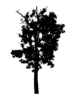 Realistic tree silhouette isolated on transparent background with clipping path and alpha channel png