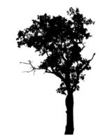 Realistic tree silhouette isolated on transparent background with clipping path and alpha channel png