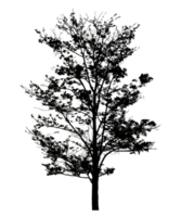 Realistic tree silhouette isolated on transparent background with clipping path and alpha channel png