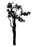 Realistic tree silhouette isolated on transparent background with clipping path and alpha channel png