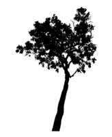 Realistic tree silhouette isolated on transparent background with clipping path and alpha channel png