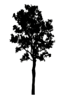 Realistic tree silhouette isolated on transparent background with clipping path and alpha channel png