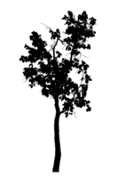 Realistic tree silhouette isolated on transparent background with clipping path and alpha channel png