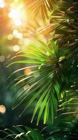 Sun Shining Through Palm Tree Leaves photo