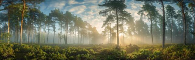 Misty Morning Sunlight Filtering Through Pine Trees in a Forest photo
