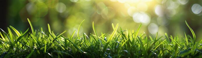 Closeup View of Green Grass Blades in Sunlight photo