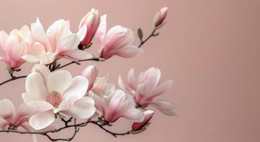 Close Up of Delicate Pink Magnolia Blossoms on a Branch Against a Light Pink Background photo