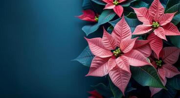 Pink Poinsettia Plant Leaves Against a Blue Background photo