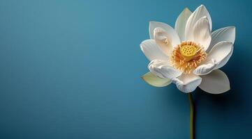 Single White Water Lily Flower Blooming on Blue Water Surface photo