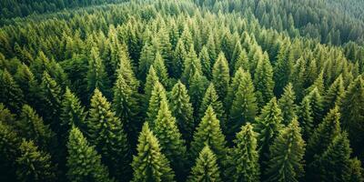 Dense Forest Landscape With Numerous Trees photo