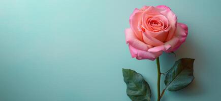 Single Pink Rose Against Light Blue Background photo
