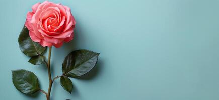 Single Pink Rose Against Light Blue Background photo