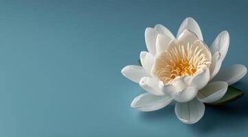 Single White Water Lily Flower Blooming on Blue Water Surface photo