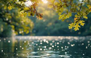 Oak Leaves Reflected In Water On A Sunny Day photo