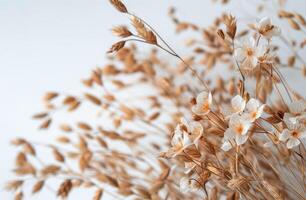 Delicate White Flowers and Brown Grass Against a White Background photo
