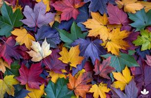 Vibrant Autumn Leaves on the Forest Floor photo