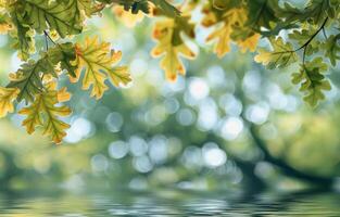 Oak Leaves Reflected In Water On A Sunny Day photo