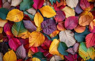 Vibrant Autumn Leaves on the Forest Floor photo