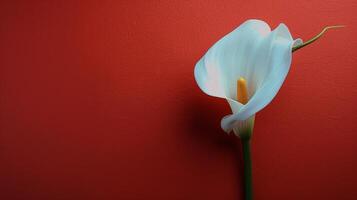 Single White Flower on Red Background photo