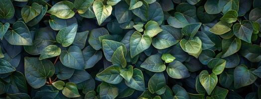 A Closeup View of Lush Green Ivy Leaves in Summer photo