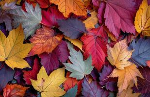 Vibrant Autumn Leaves on the Forest Floor photo
