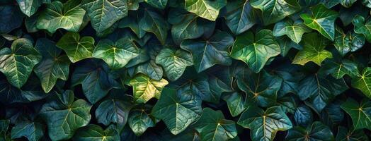 A Closeup View of Lush Green Ivy Leaves in Summer photo
