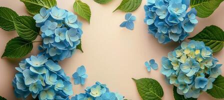 Blue Hydrangea Flowers and Green Leaves on a Peach Background photo