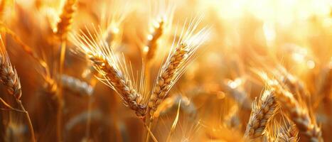Golden Wheat Field at Sunset in Summer photo