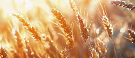 Golden Wheat Field at Sunset in Summer photo