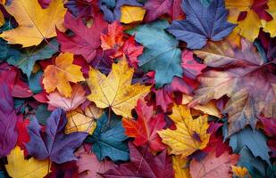 Vibrant Autumn Leaves on the Forest Floor photo