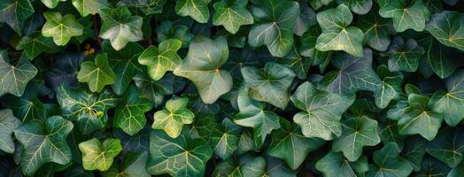 A Closeup View of Lush Green Ivy Leaves in Summer photo