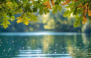 Oak Leaves Reflected In Water On A Sunny Day photo