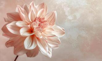 Close-Up View of a White Peony Flower in Bloom photo