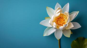 Single White Water Lily Flower Blooming on Blue Water Surface photo