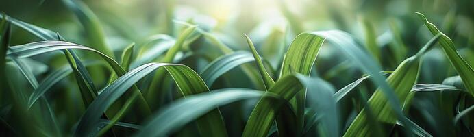 Closeup View of Green Grass Blades in Sunlight photo