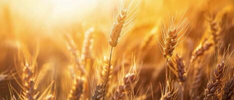 Golden Wheat Field at Sunset in Summer photo