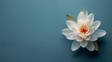 Single White Water Lily Flower Blooming on Blue Water Surface photo