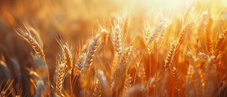 Golden Wheat Field at Sunset in Summer photo
