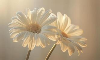 White Daisies in Soft Morning Light photo