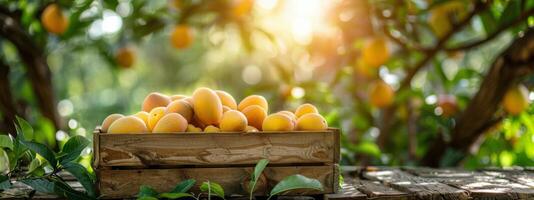 Ripe Mangoes in Wooden Crate Under Sunny Orchard photo