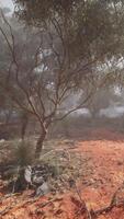 Dirt Field With Trees in Australian Bush video