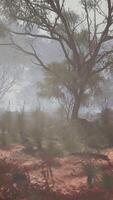 Enchanted Mist, A Captivating Eucalyptus Grove Concealed in a Whimsical Fog video