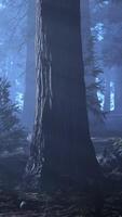 A foggy forest filled with lots of trees video