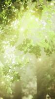 A forest filled with lots of trees covered in lights video