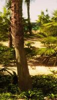 A beach with palm trees and the ocean in the background video