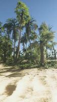 A sandy beach with palm trees and the ocean in the background video