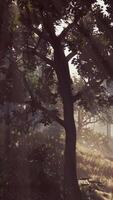 A Mystic Glimpse of Sunlight Filtering Through Enchanting Forest Canopy video