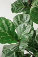 Close Up of Green Fiddle Leaf Fig Plant Leaves Against White Background photo
